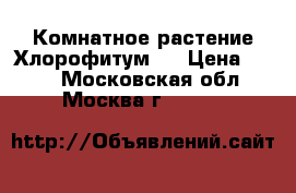 Комнатное растение Хлорофитум   › Цена ­ 120 - Московская обл., Москва г.  »    